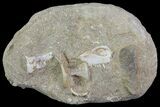 Interesting Partial Fish Skull with Teeth - Cretaceous #64655-1